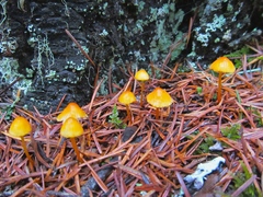 Mycena strobilinoidea