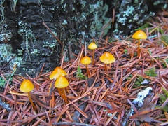 Mycena strobilinoidea