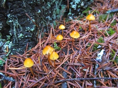 Mycena strobilinoidea
