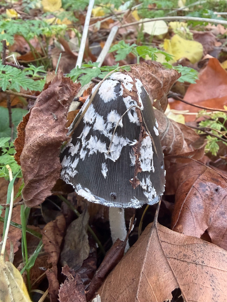 Coprinopsis picacea · December 2025 · photo: © hh525 (iNaturalist, cc-by)