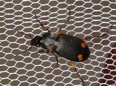 Chlaenius flaviguttatus