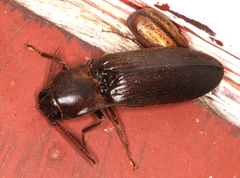 Pseudotetralobus