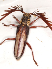 Piesarthrius marginellus
