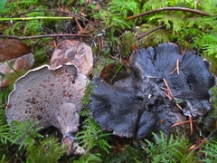 Hydnellum fuscoindicum