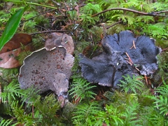 Hydnellum fuscoindicum