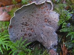 Hydnellum fuscoindicum