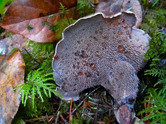 Hydnellum fuscoindicum