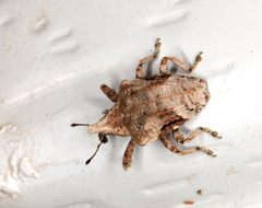 Oemethylus triangularis