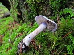 Thaxterogaster occidentalis