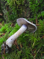 Thaxterogaster occidentalis