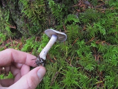 Thaxterogaster occidentalis