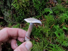 Thaxterogaster occidentalis