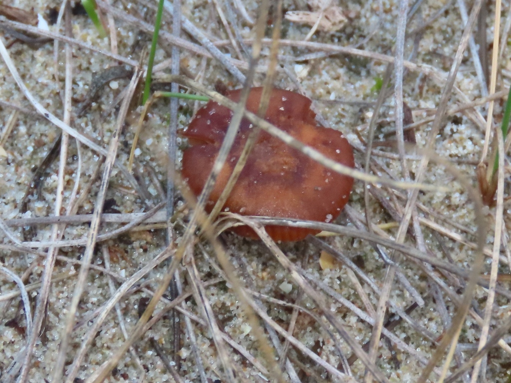 Simocybe maritima