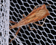 Polycentrocoris turneri