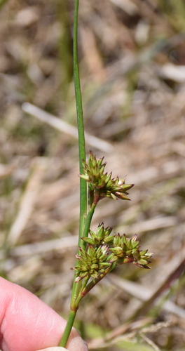 Juncus holoschoenus observed 2025-12-03