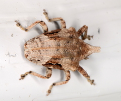 Oemethylus triangularis