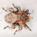 Wild Passionfruit Weevil - Photo (c) Victor W Fazio III, some rights reserved (CC BY-NC), uploaded by Victor W Fazio III
