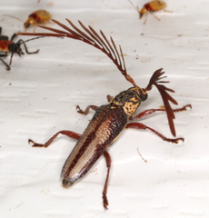 Piesarthrius marginellus