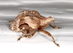 Oemethylus triangularis