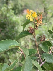 Grewia caffra