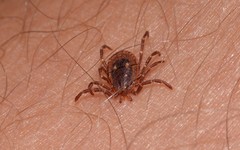 Amblyomma triguttatum