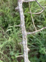 Grewia caffra
