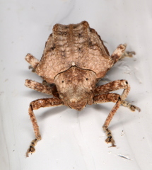 Oemethylus triangularis