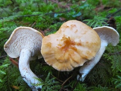 Hydnum oregonense