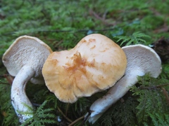 Hydnum oregonense