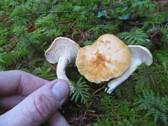 Hydnum oregonense