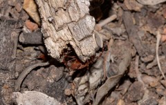 Amblyomma triguttatum