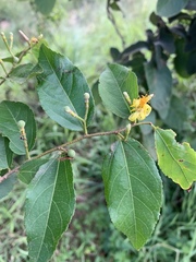 Grewia caffra