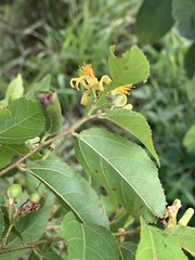 Grewia caffra