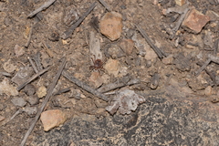 Amblyomma triguttatum