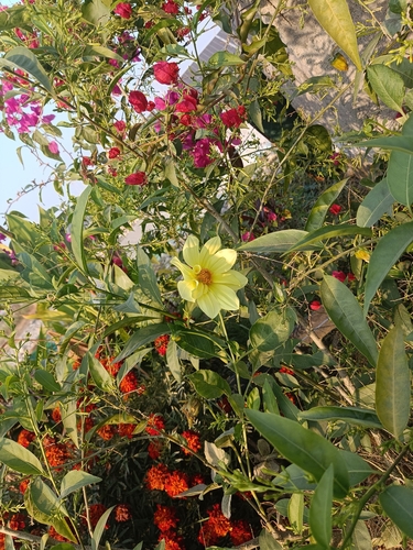 Garden Dahlia