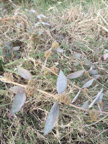 Asthma Plant