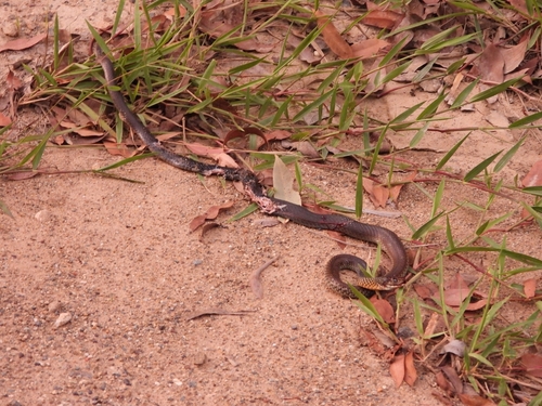 Lesser Black Whipsnake sighting