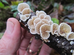 Crepidotus versutus