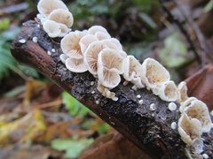 Crepidotus versutus