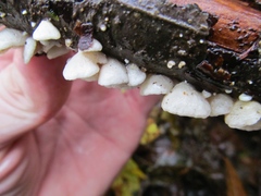 Crepidotus versutus