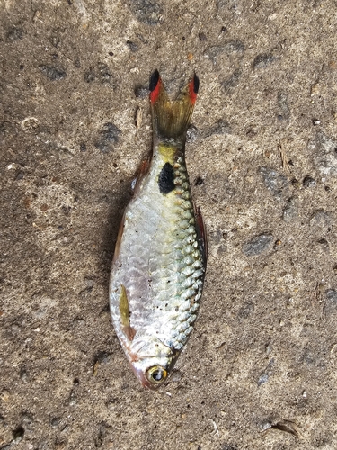 Singalese barbeel (Dawkinsia singhala) — Cyprinidae — 3
