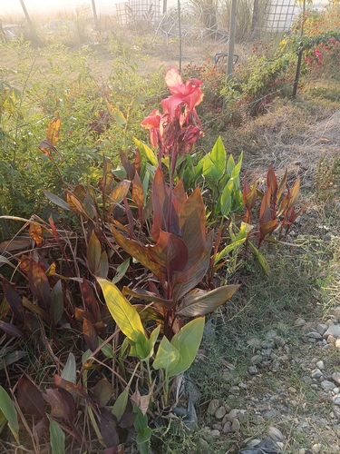 Garden Canna