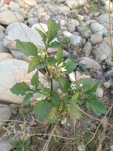 black nightshade
