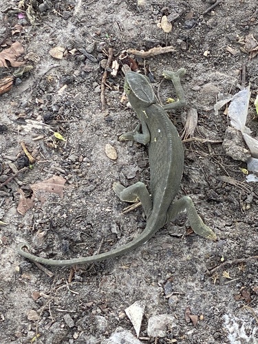 Graceful Chameleon