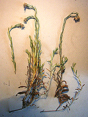 Helichrysum odoratissimum