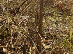 Diporiphora bilineata