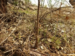 Diporiphora bilineata