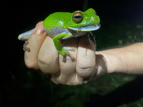 Nyctimystes infrafrenatus