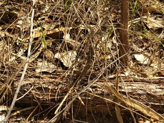 Diporiphora bilineata