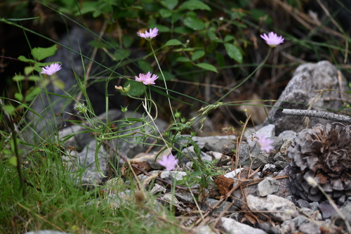 Knautia integrifolia (Knautia integrifolia)